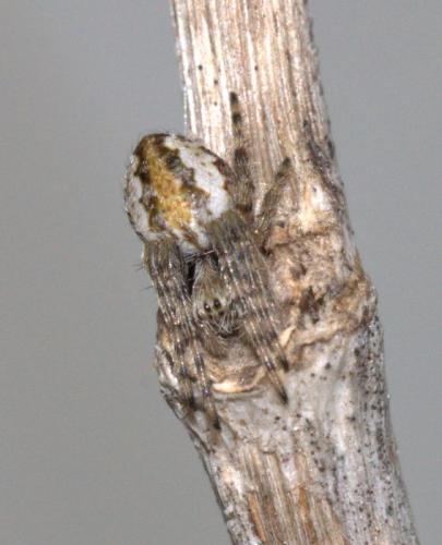 Socca fuliginata
